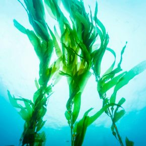 Массажный гель для nuru-массажа Mixgliss Nuru Algae, 150 мл