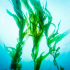 Массажный гель для nuru-массажа Mixgliss Nuru Algae, 150 мл